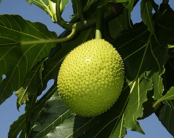 Breadfruit Tree 2–3 Ft Live – Ulu Plant (Artocarpus)