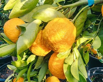 Gold Nugget Style Mandarin Tree – 3 Ft Grafted Citrus (No Ship CA)
