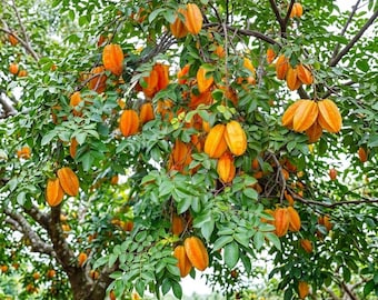 Kari Star Fruit Tree – Grafted, 3 Gallon Pot (Averrhoa carambola, No Ship HI,CA)