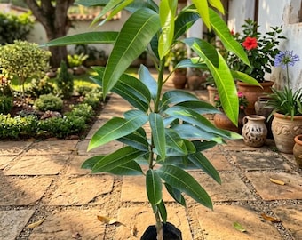 Ice Cream Mango Tree – 3–4 Ft Tall, Grafted Live Plant (Dwarf Variety) (No ship CA)