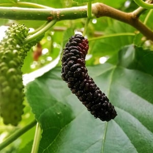 Pakistan Mulberry Tree – 3/4” Trunk, 3 Gallon Pot (Live Fruit Tree)