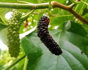 Pakistan Mulberry Tree – 3/4” Trunk, 3 Gallon Pot (Live Fruit Tree) -No ship Ca