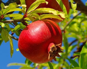 Pomegranate Tree – 3 Ft Tall, 3 Gallon Pot (Live Plant)