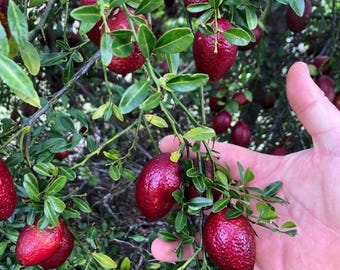 Red Lime Tree – Grafted, 3 Ft Tall (Live Citrus Plant, No Ship CA)