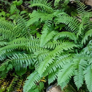 May include: A lush cluster of green ferns with finely divided leaves. The image showcases the vibrant green foliage, with each frond displaying a delicate, textured pattern. The ferns are surrounded by other green plants, creating a dense, natural scene.