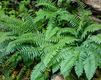 50 Christmas Fern Bare Root Native Evergreen Perennial Plants