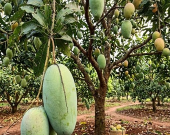 Orange Sherbet Type Mango Tree – Grafted 1/2 Gallon Dwarf Plant (No ship CA)