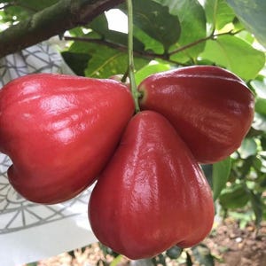May include: Three vibrant red rose apples hanging from a tree branch. The fruits have a glossy, smooth skin and a bell-like shape. Green leaves and branches are visible in the background, creating a natural setting.
