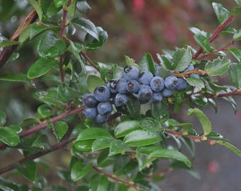 Evergreen Huckleberry Live Plant – Edible Berry Bush for Garden