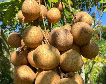 Kohala Longan Tree – Air Layered, 3 Ft Tall, 3 Gallon Pot (Live Plant)