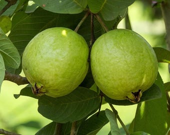 Thai White Guava Tree – 3 Ft Tall, 3 Gallon Pot (Live Plant) - No ship CA
