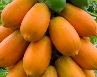 Dwarf Papaya Tree (2–3 Ft Tall) – Cold Hardy Tropical Fruit Plant, Fast Growing, Ships Nationwide