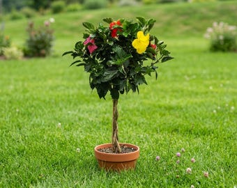 Braided Hibiscus Tree – 3–4 Color Mix, 36–42 Inch, 3 Gallon (No ship Ca, Hi)