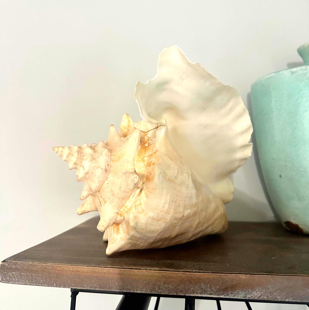 13” Striking Conch Shell Decor Piece - Etsy