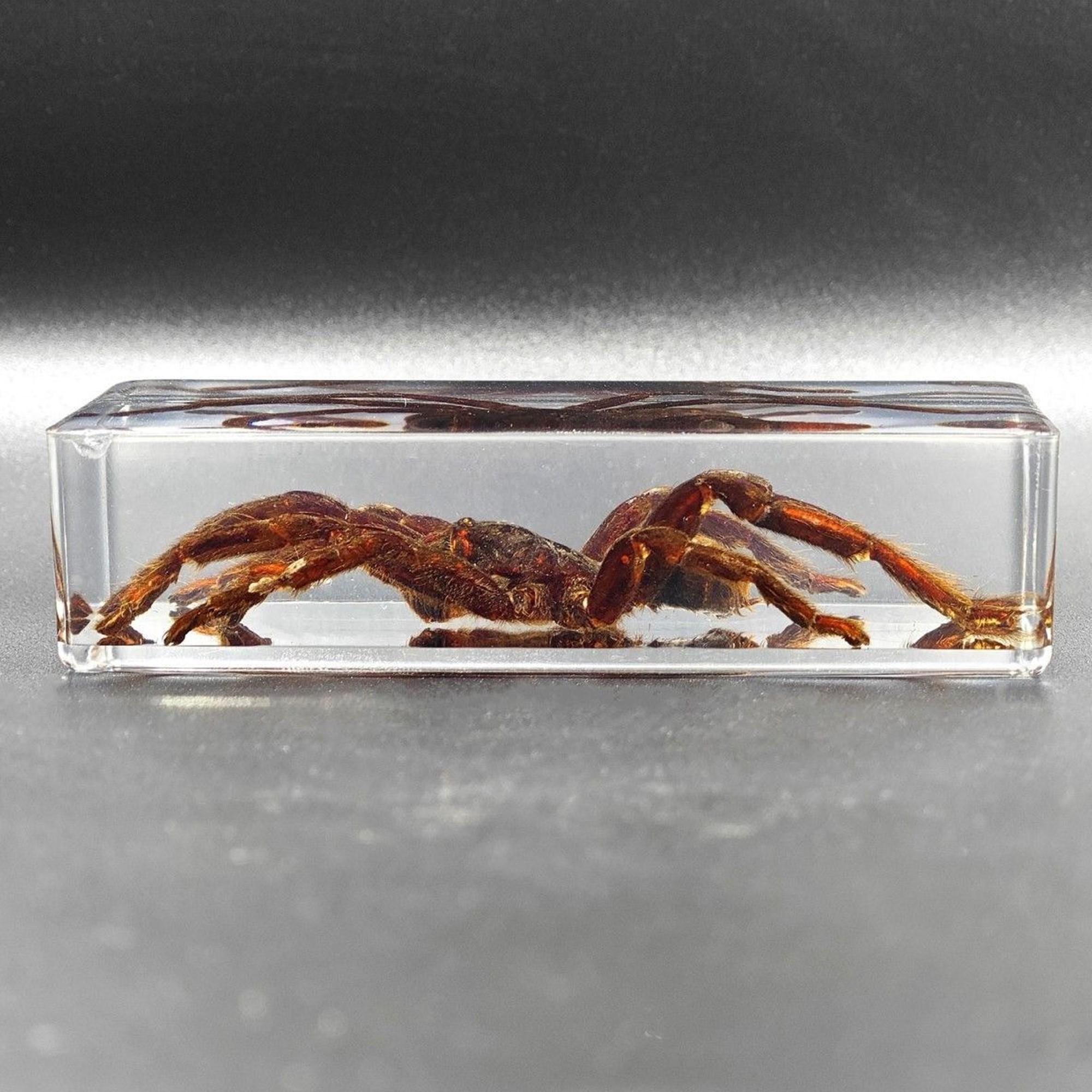20 Kinds Real Insect Embedded in Resin Educational Science Toy - Etsy
