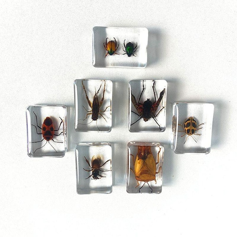 Insect Inlays 29 Species 3.5cm Real Insect Embedded in Acrylic Block Collection - Etsy