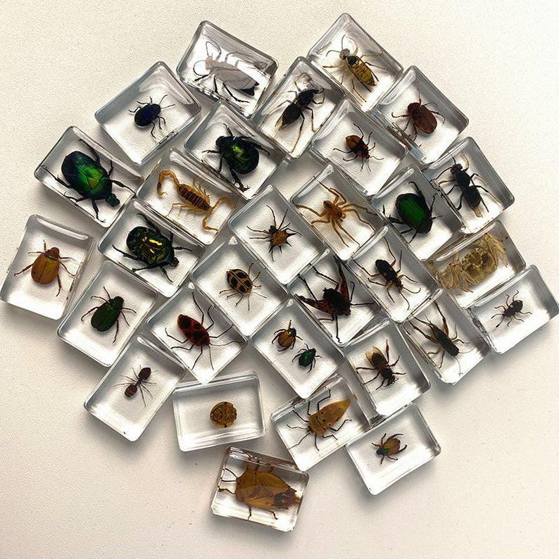 29 Species 3.5cm Real Insect Embedded in Acrylic Block Collection - Etsy