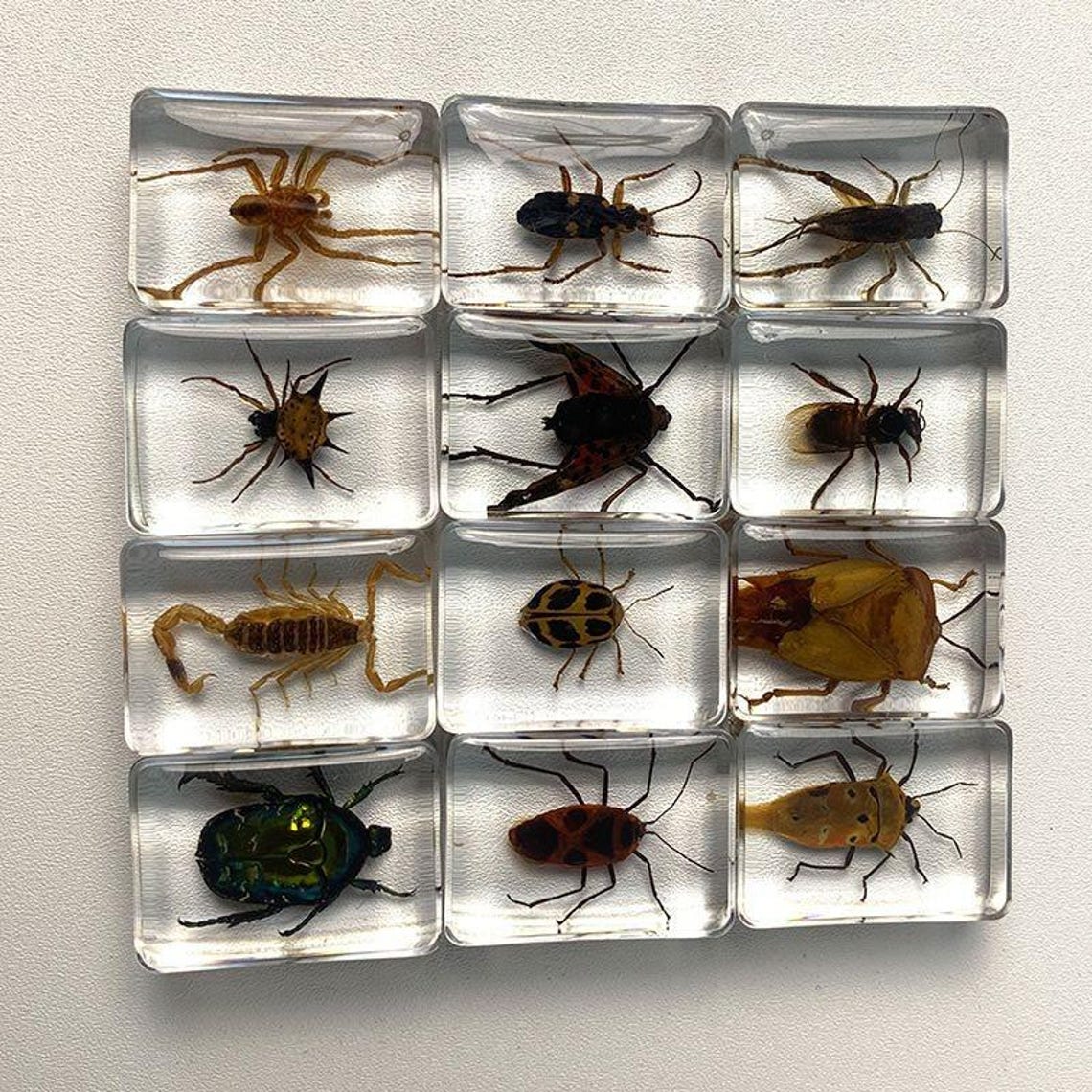 29 Species 3.5cm Real Insect Embedded in Acrylic Block Collection - Etsy