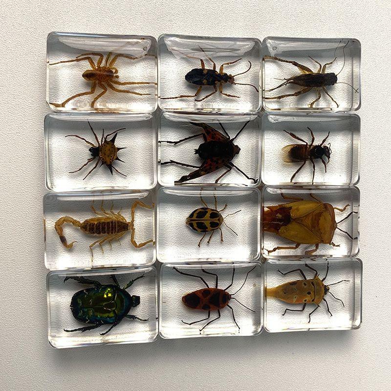 Insect Inlays 29 Species 3.5cm Real Insect Embedded in Acrylic Block Collection - Etsy