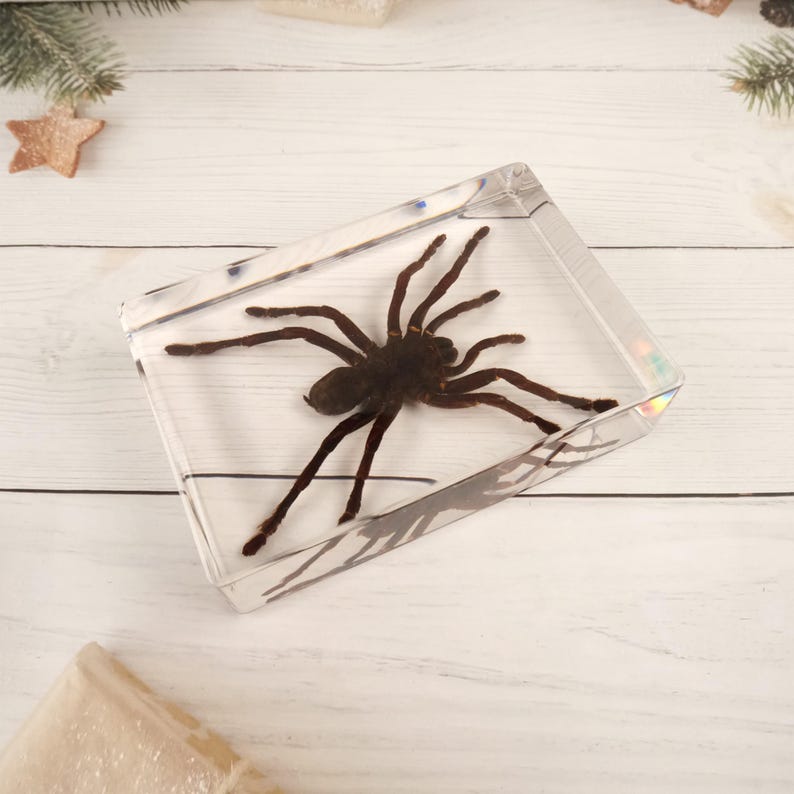 Rectangle Spider Bird Eating Spider Embedded in Clear Resin Tarantula Block Science ...