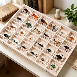 Könnte beinhalten: Eine Sammlung von Insekten, darunter Käfer und Spinnen, in transparenten Harzblöcken, präsentiert in einer hellen Holzschale mit mehreren Fächern. Die Insekten variieren in Farbe und Größe. Die Schale steht auf einem Holztisch.