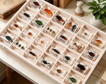 Colección de 64 especies de insectos reales incrustados en bloques acrílicos de 4,4 cm.