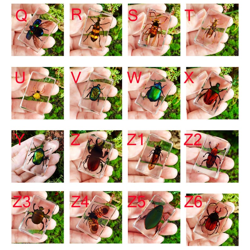 64 Species Real Insect Embedded in Acrylic Block Collection 4.4CM - Etsy