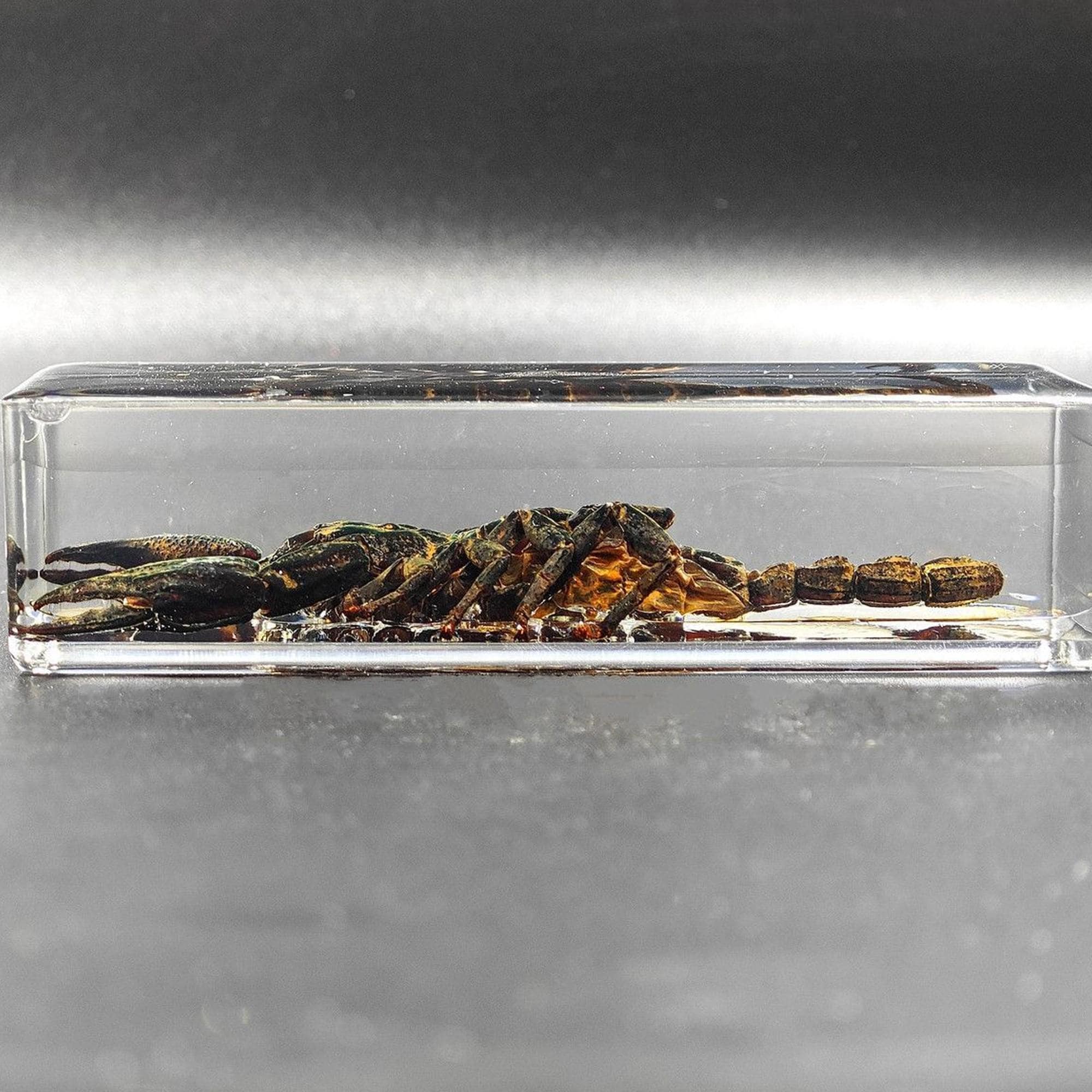 20 Kinds Real Insect Embedded in Resin Educational Science Toy - Etsy