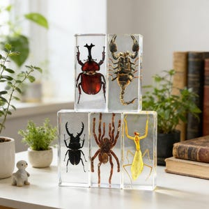 20 tipos de insectos reales incrustados en resina: juguete educativo de ciencia.