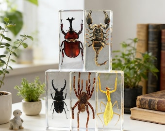 20 soorten echt insect ingebed in hars educatief wetenschappelijk speelgoed