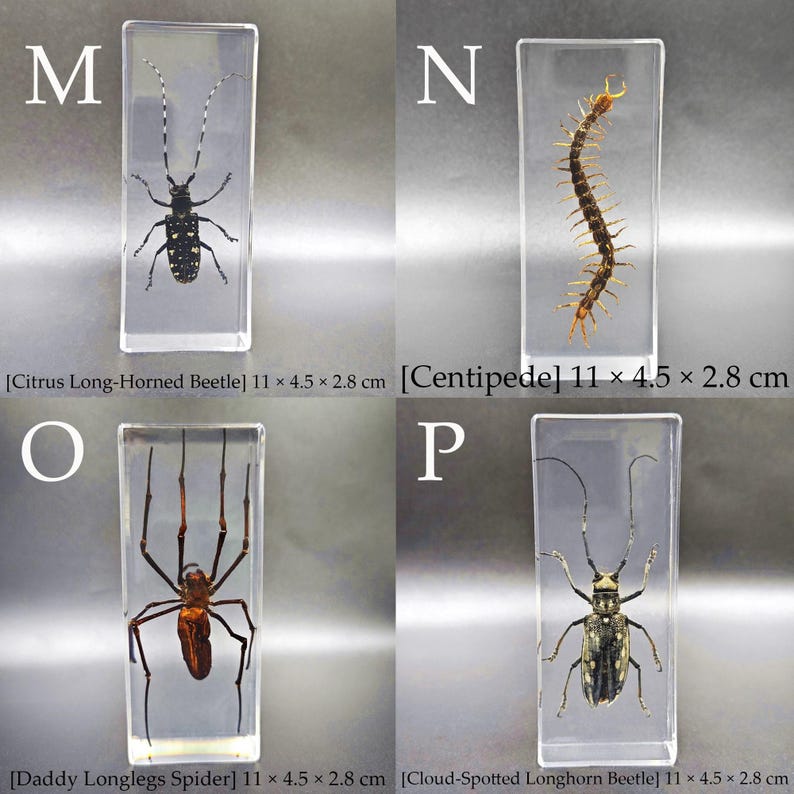 20 Kinds Real Insect Embedded in Resin Educational Science Toy - Etsy