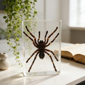 May include: A preserved tarantula encased in a clear, rectangular resin block. The spider is dark brown with gold markings on its legs. The resin block is displayed on a white surface, with a blurred background including greenery and a book.