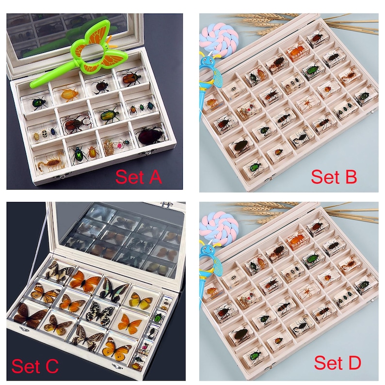 64 Species Real Insect Embedded in Acrylic Block Collection 4.4CM - Etsy