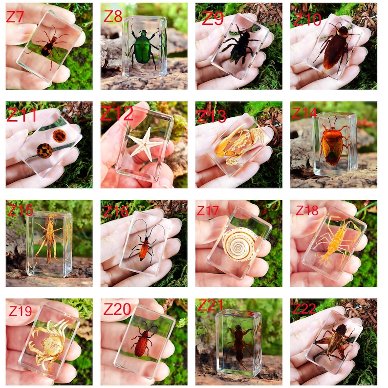 64 Species Real Insect Embedded in Acrylic Block Collection 4.4CM - Etsy