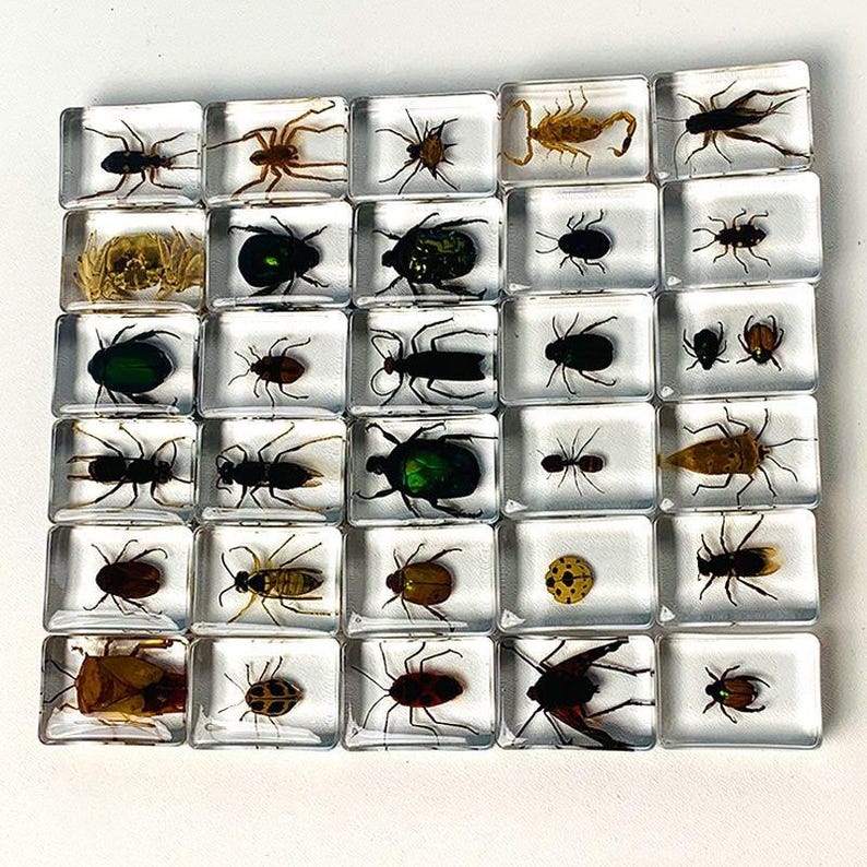 Insect Inlays 29 Species 3.5cm Real Insect Embedded in Acrylic Block Collection - Etsy