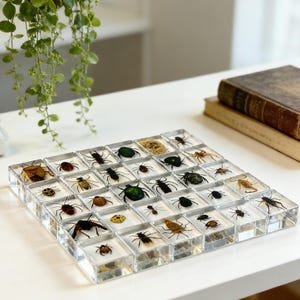 Puede incluir: Una colección de insectos encapsulados en bloques de resina transparente, dispuestos en un patrón de cuadrícula. Los insectos varían en tamaño, forma y color, incluyendo escarabajos, arañas y hormigas. Los bloques se exhiben sobre una superficie blanca.