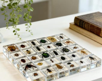 29 arter 3,5 cm riktiga insekter inbäddade i akrylblocksamling