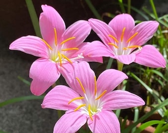 Bulbi di giglio Rosea Rain – Fiori rosa per il giardino che attirano gli impollinatori