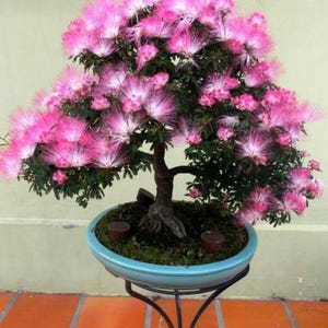 bonsai seeds Bonsai Tree Grow Kit main image 1