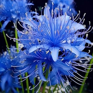Blue Spider Lily Bulbs - Etsy