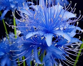 Blaue Spinnenlilien-Glühbirne - Seltene Lycoris-Blüte