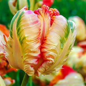 Puede incluir: Primer plano de un tulipán loro con pétalos rizados. La flor muestra una vibrante mezcla de colores, incluyendo amarillo, verde, rojo y rosa. Los pétalos tienen una apariencia texturizada y ondulada. La flor está en plena floración.
