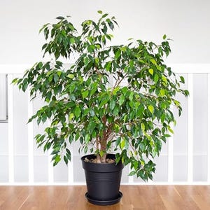 Puede incluir: Un exuberante ficus verde en una maceta negra. La planta tiene hojas verdes vibrantes y un tronco marrón. La maceta está sobre un suelo de madera, con una barandilla y una pared blancas al fondo. Una planta de interior decorativa.