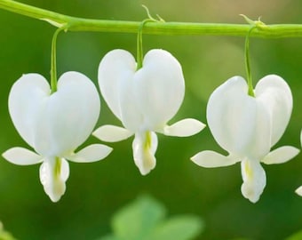 White Bleeding Heart Root – Perennial Shade Garden Plant