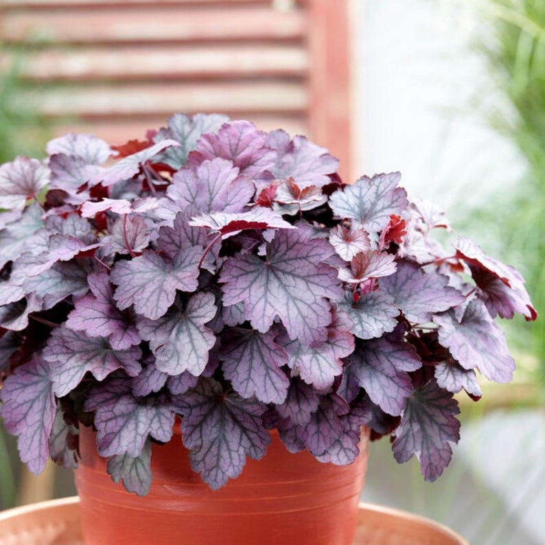 lila-heuchera-live-plant-coral-bells-shade-staude-etsy-de