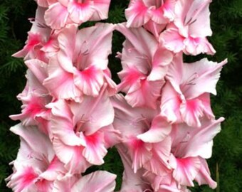 Bulbos de Gladíolo Rosa Tampico – Flores de Corte Amigas das Borboletas