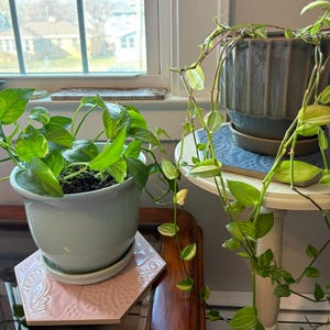 Puede incluir: Dos plantas en macetas con follaje verde cerca de una ventana. Una está en una maceta de cerámica azul claro sobre una baldosa hexagonal rosa. La otra está en una maceta de cerámica azul oscuro sobre una pequeña mesa blanca. Las plantas tienen largos tallos.