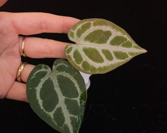 Anthurium RC X Dorayaki X Red Crystallinum 4” - Growers Choice - Etsy