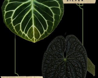 Anthurium RC X Dorayaki X Red Crystallinum 4” - Growers Choice - Etsy