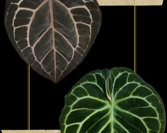 Anthurium Michelle Zara X Open Large Seedling - Etsy